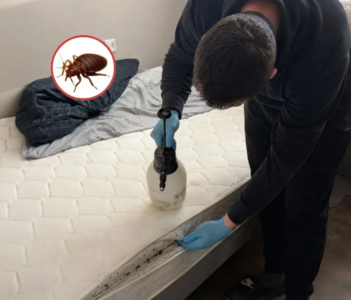 Technicien traitant un matelas contre les punaises de lit à Meaux